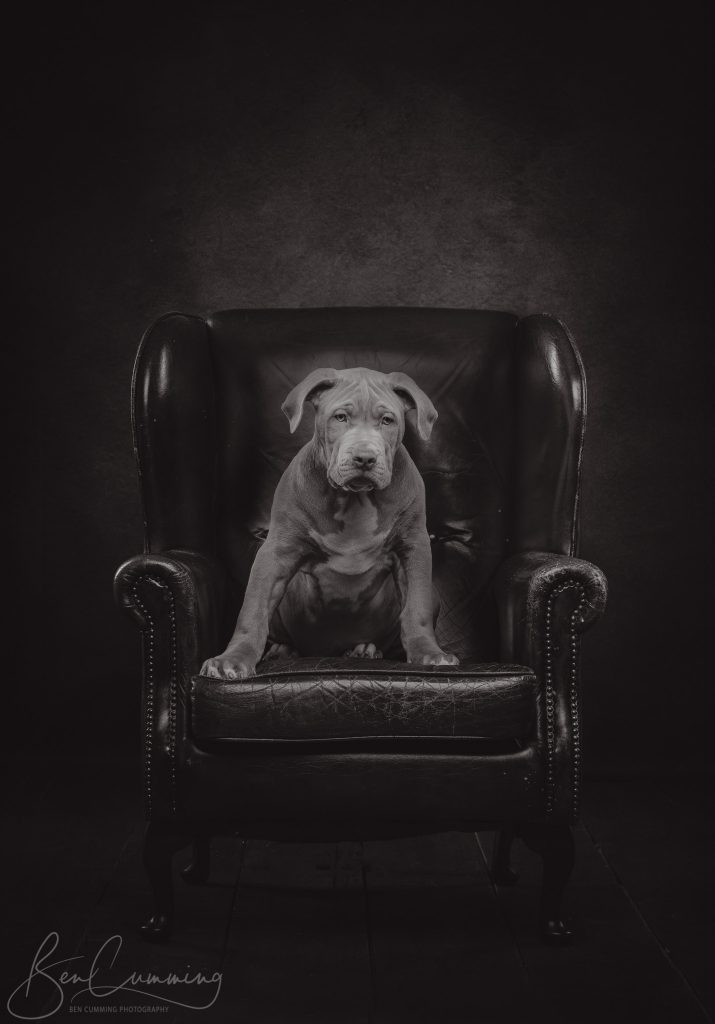 Bull dog puppy portrait in a red leather chair