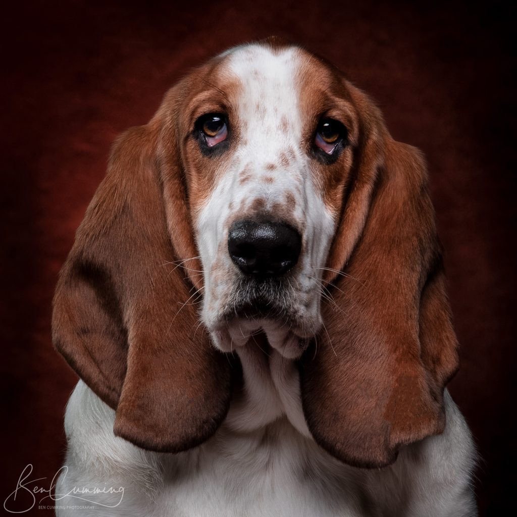 Bassett Hound Pet Portrait