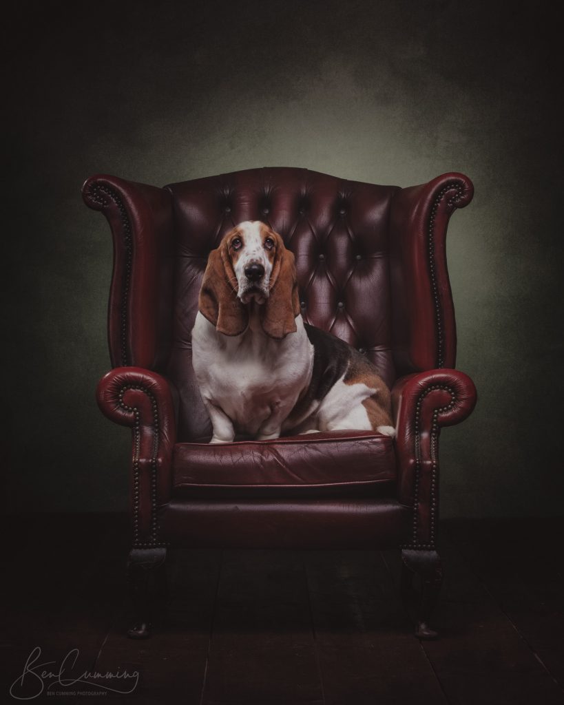 Basset Hound Portrait in a chair