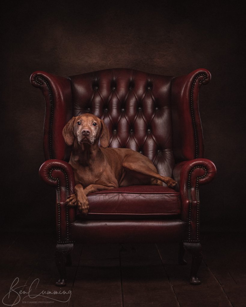 Portrait of a dog in an armchair