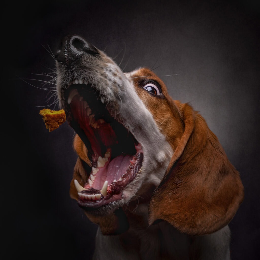 a close up of a brown and white dog with its mouth wide open, eyes wide, about to catch a small piece of food against a dark background—expertly captured by a pet photographer from yorkshire. ben cumming photography wedding photographer yorkshire